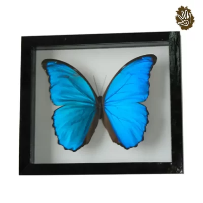 Blue Morpho Butterfly Frame