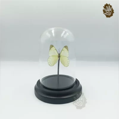 Real Butterfly Mini Domes 4"