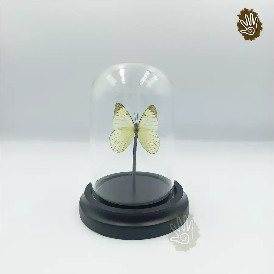 Real Butterfly Mini Domes 4"