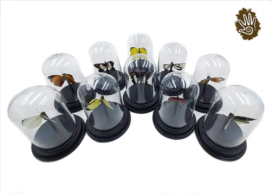 Real Butterfly Mini Domes 4" - Image 2