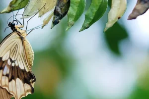 The Fascinating World Of The Butterflies
