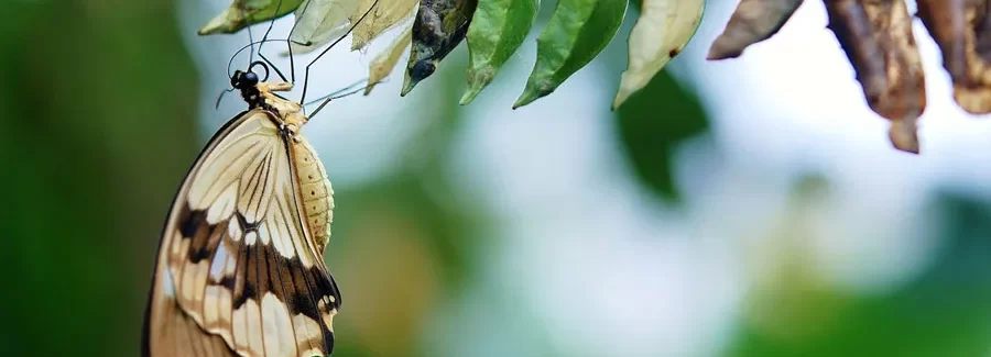 The Fascinating World Of The Butterflies