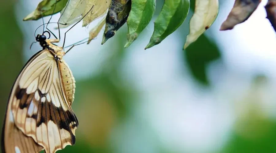 The Fascinating World Of The Butterflies