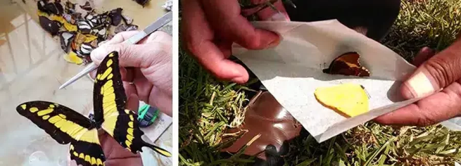 Exporting Butterflies: A Sustainable Eco-Business