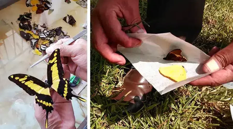 Exporting Butterflies: A Sustainable Eco-Business